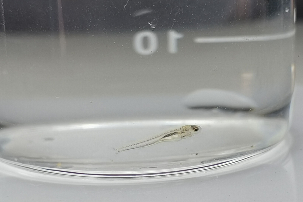 孵化不滿48小時(shí)的幼魚.jpg